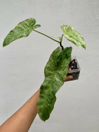 RARE PHILODENDRON PARAISO VERDE (aroid anthurium,  monstera) VARIEGATED 4