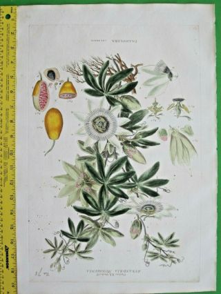 Huge&rare Handc.  Engr.  Miller,  Illustratio. ,  Passion Flower,  Passiflora Coerul.  1804