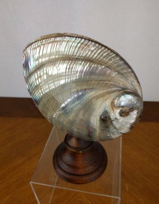 Vtg Mother Of Pearl Sea Shell Wooden Stand Iridescent Abalone Dish Sculpture Art