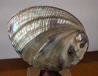 VTG Mother of Pearl Sea Shell Wooden Stand Iridescent Abalone Dish Sculpture Art 3