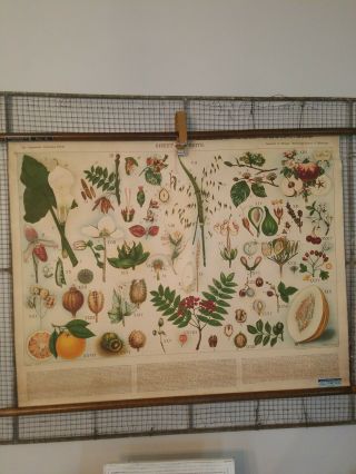 Vintage Authentic Beginners Botany Chart Edinburg School Of Medicine