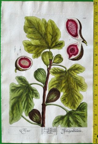 Fig Tree,  Ficus,  Handcol.  Engraving,  Elisabeth Blackwell,  Herbarium,  1754.