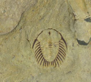 Rare Oryctocephalites Palmeri Trilobite Lower Cambrian Nevada