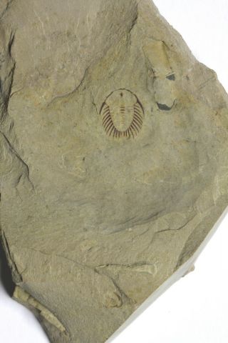 RARE Oryctocephalites palmeri Trilobite Lower Cambrian Nevada 2