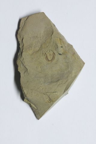 RARE Oryctocephalites palmeri Trilobite Lower Cambrian Nevada 3