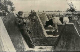 Wwii Allied Soldier & Cow Amid Tank Traps On The Siegfried Line Photo - B447