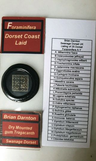 Fine Vintage Microscope Slide By Brian Darnton " Foraminifera Dorset Coast "