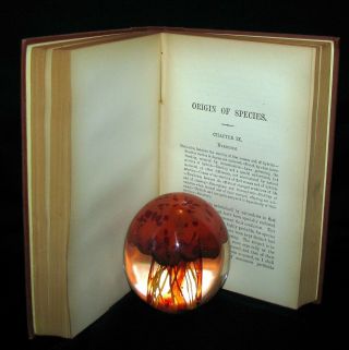 1895 Rare Book - CHARLES DARWIN ORIGIN OF SPECIES - Natural Selection 2 Vols in1 10