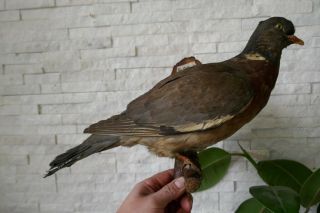 Old Lovely Vintage Ring Dove Taxidermy Collectors Papers Ab.  1970