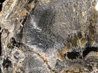 Z Joshua Tree Very Rare Monocot Fr The Miocene of Badger Flat,  Nevada 4