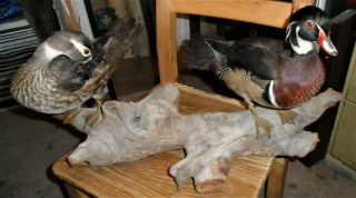 Vintage Taxidermy Wood Duck Drake & Hen Standing Shelf Mount From The 