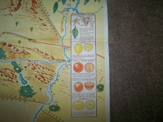 Artist Sgnd.  Large Vintage California Fruit Growers Exchange Map from 1940 4