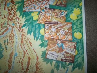 Artist Sgnd.  Large Vintage California Fruit Growers Exchange Map from 1940 5