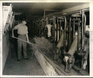 1949 Press Photo Roman Kolosowski Feeds Cows,  World War Ii Refugee,  Waymart,  Pa