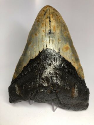 Huge 6.  13” Megalodon Fossil Shark Tooth Rare Giant 2072