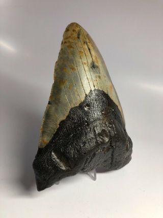 Huge 6.  13” Megalodon Fossil Shark Tooth Rare Giant 2072 2