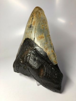 Huge 6.  13” Megalodon Fossil Shark Tooth Rare Giant 2072 3