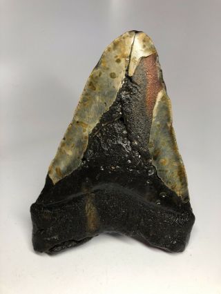 Huge 6.  13” Megalodon Fossil Shark Tooth Rare Giant 2072 4