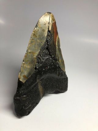 Huge 6.  13” Megalodon Fossil Shark Tooth Rare Giant 2072 5