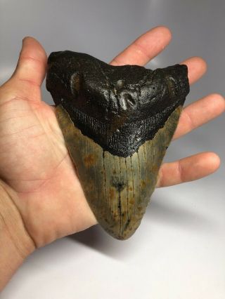 Huge 6.  13” Megalodon Fossil Shark Tooth Rare Giant 2072 7