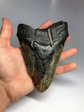 Huge 6.  13” Megalodon Fossil Shark Tooth Rare Giant 2072 8