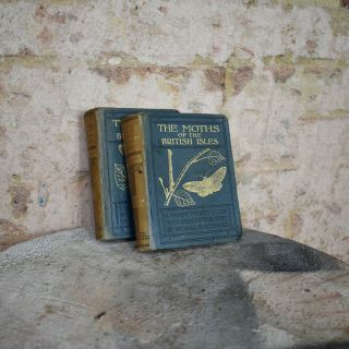 Vintage 1920s Moths Of The British Isles Richard South Lepidopterology