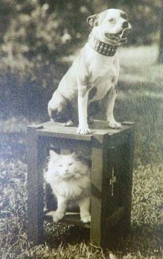 Vtg Antique 1910s RPPC Real PHOTO Postcard Aunt Lydia ' s Cat Pitbull Terrier Dog 2