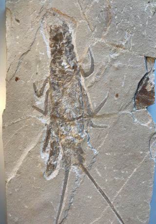 Lebanon Fish Fossil Very Rare Palinurus Mauritanicus Lobster 100 Million Years.