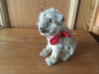 Very Rare Steiff Pre - War Dog Molly.  With Ff Button.  Only 30s.