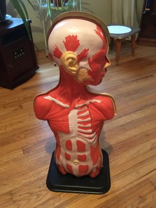 Vintage Anatomy Model Medical Teaching Boy Torso Mannequin Anatomical 3