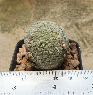 31.  Pseudolithos harardheraneus extremely rare succulent 2