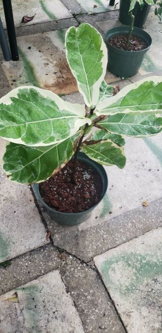 Extremely Rare Variegated Ficus Lyrata.  Fiddle Leaf Ficus
