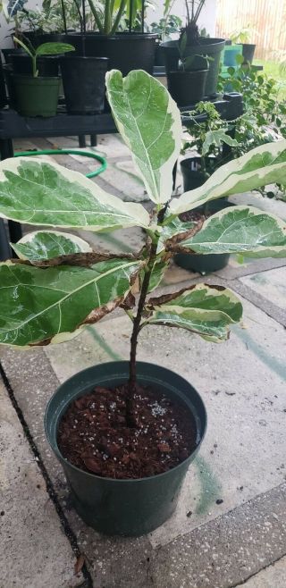Extremely Rare variegated Ficus lyrata.  Fiddle leaf Ficus 2
