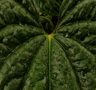 Anthurium Luxurians - Rare Form Of A Pebble Leaf Tropical Aroid,  Not Tc