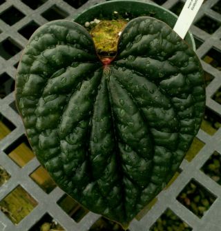 Anthurium luxurians - rare form of a pebble leaf tropical aroid,  not TC 2