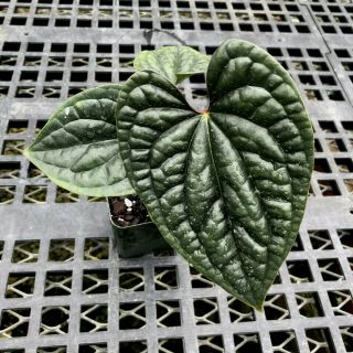 Anthurium luxurians - rare form of a pebble leaf tropical aroid,  not TC 3