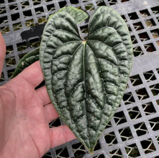 Anthurium luxurians - rare form of a pebble leaf tropical aroid,  not TC 4