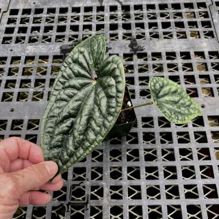 Anthurium luxurians - rare form of a pebble leaf tropical aroid,  not TC 5