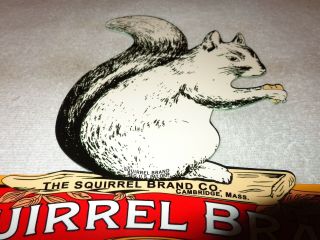 Vintage Squirrel Brand Salted Peanuts 11 " Metal Peanut Butter,  Gas & Oil Sign Nr