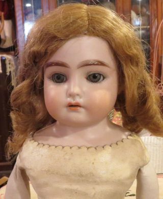 Antique 16 " German Bisque Darling Doll On Gorgeous Kid Body W/human Hair Wig