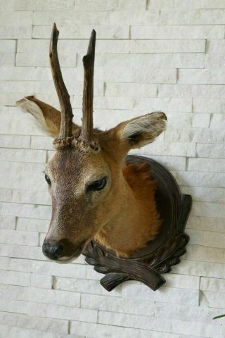 Old Lovely Vintage Roebuck / Deer Taxidermy Collectors About 1970