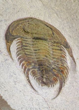 20057 - Top Rare 1.  74 Inch Neltneria termieri Early Cambrian Redlichiid Trilobite 10