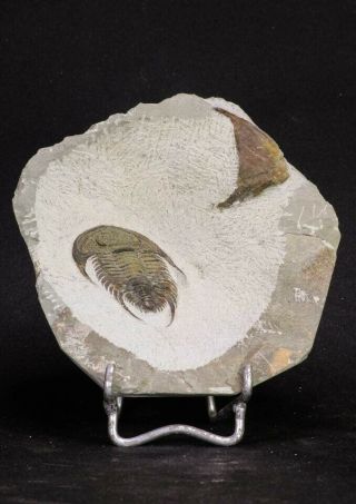 20057 - Top Rare 1.  74 Inch Neltneria termieri Early Cambrian Redlichiid Trilobite 4