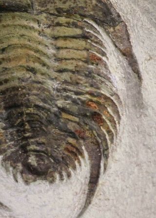 20057 - Top Rare 1.  74 Inch Neltneria termieri Early Cambrian Redlichiid Trilobite 7