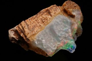 RARE Precious Opal after Petrified Wood VIRGIN VALLEY,  NEVADA 11