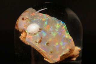 RARE Precious Opal after Petrified Wood VIRGIN VALLEY,  NEVADA 8