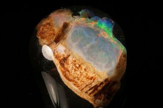 RARE Precious Opal after Petrified Wood VIRGIN VALLEY,  NEVADA 9