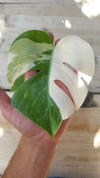 Variegated Monstera deliciosa var.  ‘borsigiana’ RARE AROID,  Fully Rooted 2