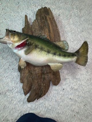 Vintage 1982 Large Mouth Bass Taxidermy Mount - 20 " And 6 Pounds