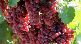 Rare Wine Grapes - Moscato - 3 Cuttings Scion Live Plant Flavour Europe